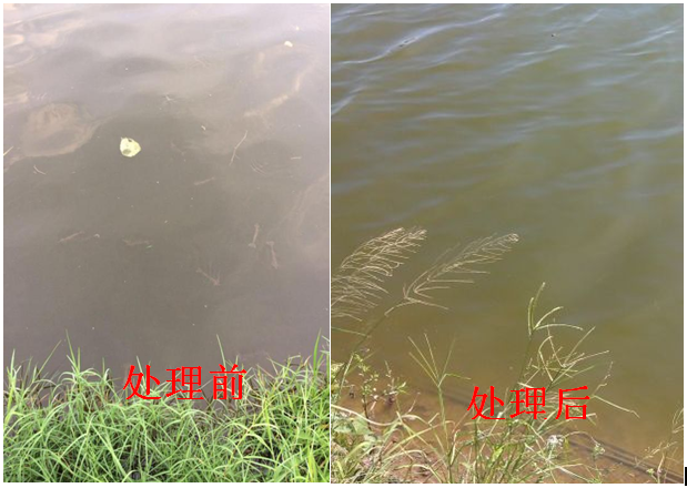 對蝦白便 對蝦白便